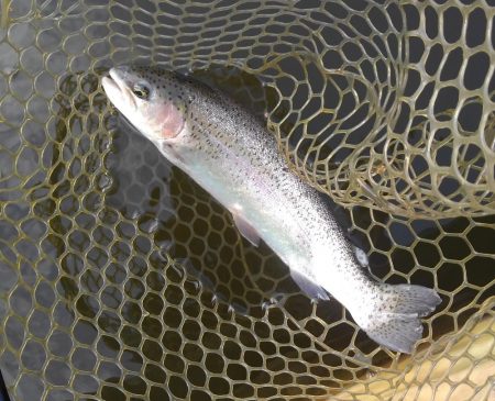 大安トラウトレイク 釣果